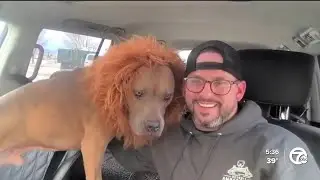 Meet Detroit's Ambassadog: The mane-wearing pit bull road-tripping to California