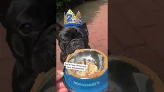 CELEBRATE YOUR DOGS HALF BDAY 🥺 | #shorts #frenchie #oatiemeal