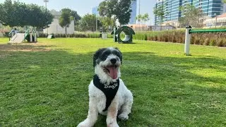 Video 210 - Sheikha Fatima Dog Park