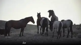 Wild Mustang Horse Birth In Utah Desert *GRAPHIC* Slide Show