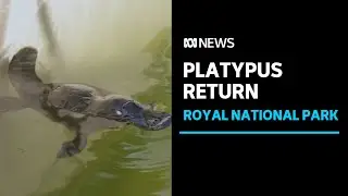 Platypuses return to Sydney's Royal National Park after 50 years | ABC News