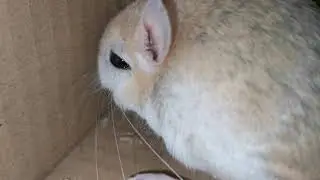 هل سبق وسمعت صوت الجربوع؟ Have you heard the sound of Dipodidae
