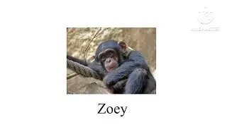 Characters in The Evil Monkey