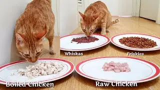 Raw or Boiled Meat Chicken | Cats and Kittens Choosing Food? | Which will the Cats Choose?
