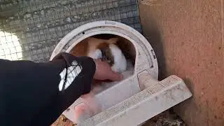 Morning feeding time