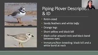 National Park Service / North Country Trail Association: Piping Plover and the North Country Trail