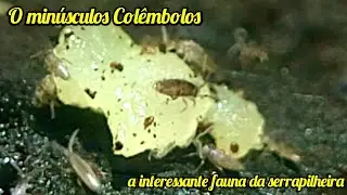 Os min&uacute;sculos col&ecirc;mbolos, animais que vivem na camada de folhas decompostas (serrapilheira) e jardim
