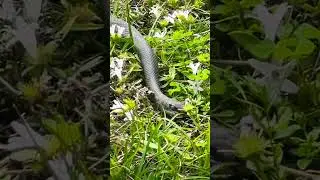 Slithery snake slithering around