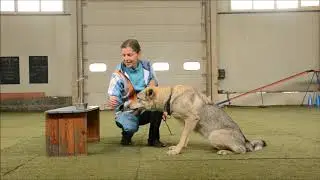 Doma se psem - Agility, 5. úkol - Měření psa na prvních závodech