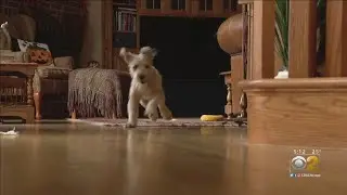 Cute Pooch Gets A New Lease On Life