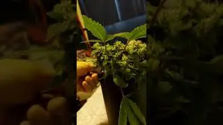Tuna kush 😋 in flower 🌼