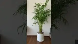 Areca Palm Styling 🌿 Tropical Home Decor Inspiration#shorts #indoorplants #plants #viral #garden