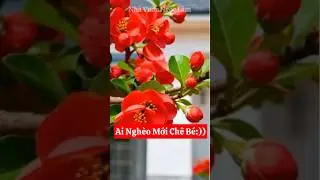 Red apricot blossom - only the poor disdain this small tree, those who understand it eagerly seek...