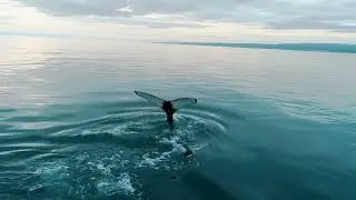 L'application whale alert pour prot&eacute;ger les baleines
