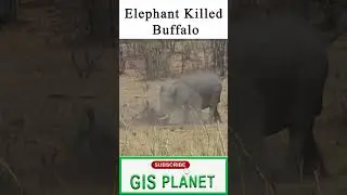 Elephant Killed Buffalo | Wildlife |GIS PLANET