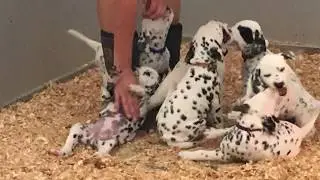 Gateway puppies at 6 weeks 9/7/18