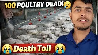 100 Chicks Death 😢 | Poultry Farm Vlog 4