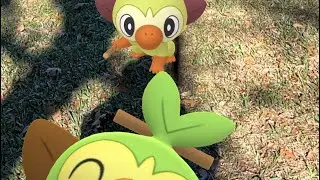 Grookey Community Day 2026