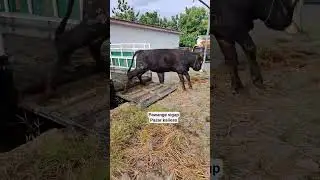 galak mau mberot2 #sapi #bull #sapingamuk #cow