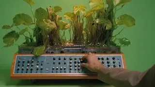 1 Hour of Organic Ambient Soundscapes | Audiophysika