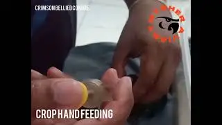 Crop hand feeding Baby birds.