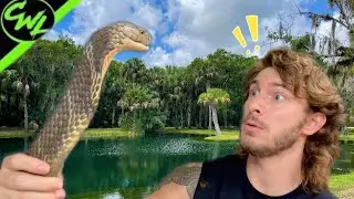 CRAZY Snakes found in FLORIDA!