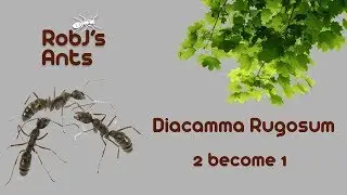 Diacamma Rugosum | Two Colony's Become One Colony