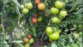 टमाटर की सबसे जबरदस्त पैदावार देने वाली वैरायटी- जवान