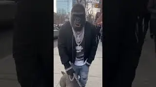 This Gorilla Did Not Like Being Filmed 👀