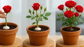 Few People Know That Roses Can Be Propagated Using This Simple Method!