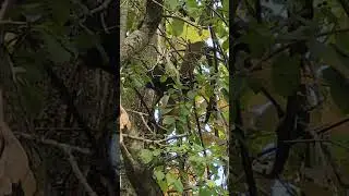 The climbing skills of a black squirrel is off the charts.