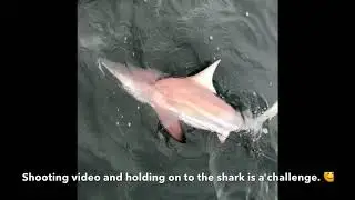Shark Fishing - St. Joe Bay, Florida