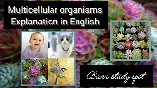 What is Multicellular organisms & give example? Characteristics of multicellular organisms 