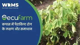 Parawilt disease in cotton - Symptoms & Treatment By WRMS | Hindi | Smart Farming Solutions