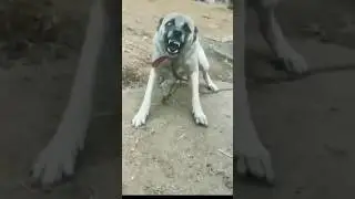 Zombie dog😲 #dog #reels #shorts #video #aggressive #dogshorts #dogs #dogvideos