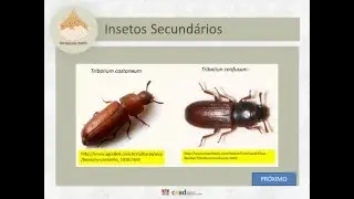 PRINCIPAIS INSETOS E SUAS CARACTERÍSTICAS