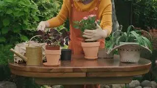 Mini Garden Ecosystem with Companion Plants 🌿🐝 #CompanionPlanting #MiniEcosystem #UrbanGardening