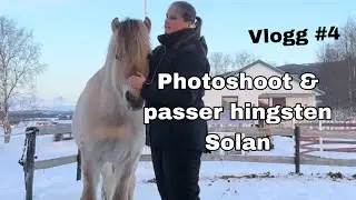 Photoshoot og passer fjording hingsten solan. | en dag i stallen | Vlogg #4