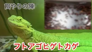 トカゲにゴキブリあげた