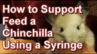 How to Support Feed a Chinchilla Using a Syringe - Tai Wai Small Animal & Exotic Hospital