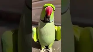 Saying parrot🦜mitthu didi 🥰#talkingparot #ringneck Bird #nonstoptalkingparrot #youtubeshorts #parrot