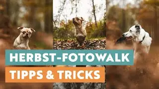 So erstellst Du tolle Herbst-Porträts von deinem Hund - Hundefotografie Tipps & Tricks