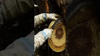 Bee Honey Harvesting