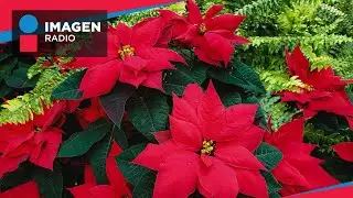 La leyenda de la Flor de Nochebuena