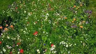 Friends spread like wildflowers