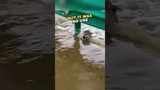 Dog rescued from flood by security guard 👏