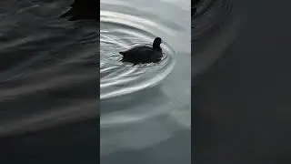 A Coot doing a funny little shuffle in the water #shorts