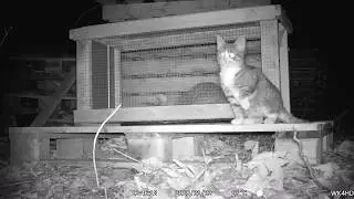 Trapped but high on catnip so don't even care