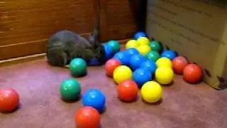 Scamp Rabbit Playing with Balls