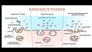 ENDOCYTOSIS AND EXOCYTOSIS